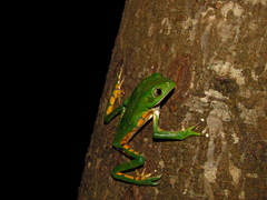 Phyllomedusa burmeisteri