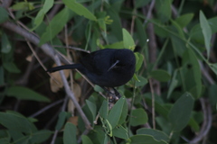 Laniarius funebris