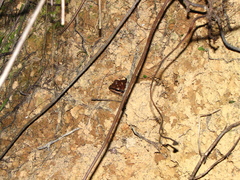 Leptodactylus mystacinus