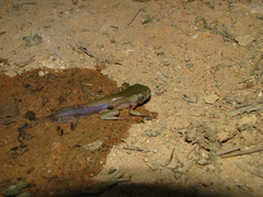 Phyllomedusa burmeisteri