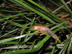 Phyllomedusa burmeisteri