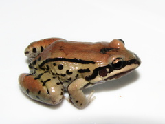 Leptodactylus mystacinus