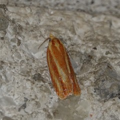 Sparganothis tristriata