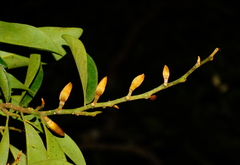 Magnolia compressa