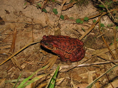 Rhinella rubescens