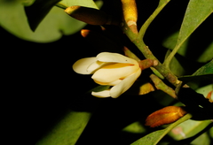 Magnolia compressa