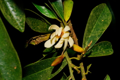 Magnolia compressa