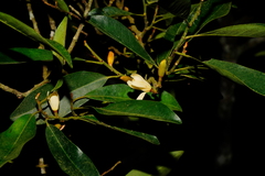 Magnolia compressa