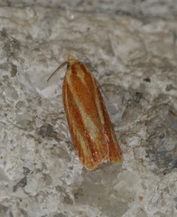 Sparganothis tristriata