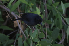 Laniarius funebris