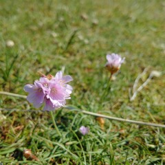 Armeria maritima maritima