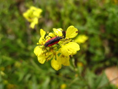 Dionconotus neglectus neglectus