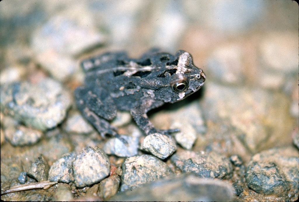 Kisolo Toad