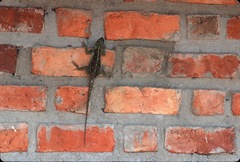 Acanthocercus atricollis