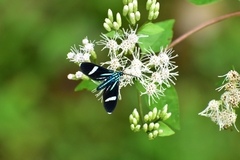 Mydromera notochloris