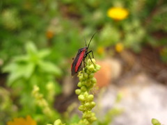 Dionconotus neglectus neglectus