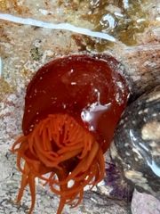 Actinia ebhayiensis