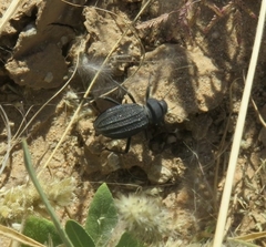 Somaticus