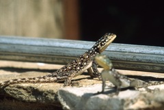 Agama lionotus