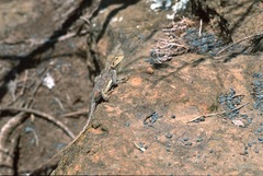 Agama lionotus