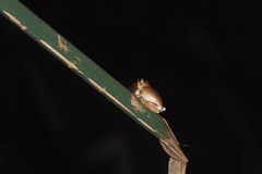 Hyperolius viridiflavus