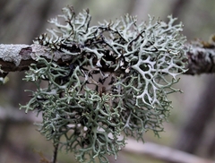 Hypogymnia inactiva