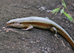 Eutropis lankae