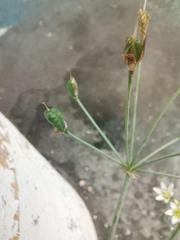 Nothoscordum