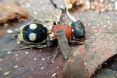 Darditilla debilis