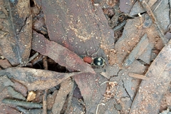 Darditilla debilis