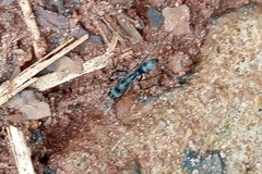 Neoponera apicalis