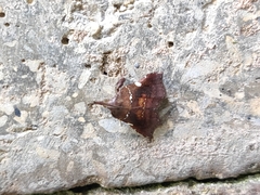 Lepidomys leucospilalis