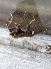 Lepidomys leucospilalis