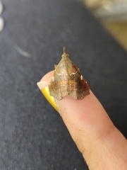 Lepidomys leucospilalis