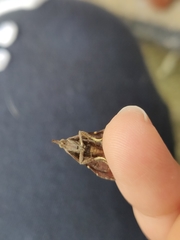 Lepidomys leucospilalis