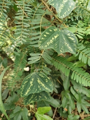 Passiflora porophylla