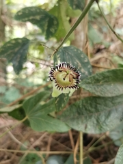 Passiflora porophylla