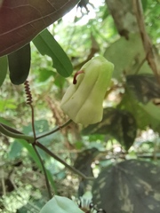 Passiflora porophylla