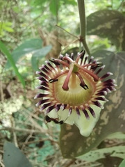 Passiflora porophylla