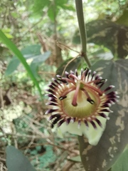 Passiflora porophylla