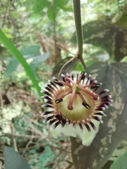 Passiflora porophylla