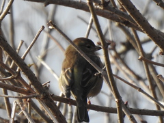 Fringilla coelebs