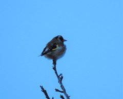 Carduelis carduelis