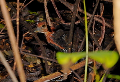 Rallina eurizonoides