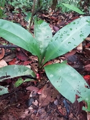 Labisia pumila