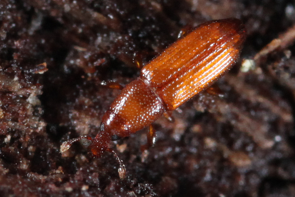 Micromimus