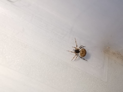 Dipoena melanogaster