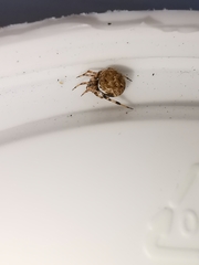 Dipoena melanogaster