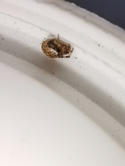 Dipoena melanogaster