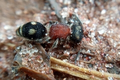Darditilla debilis